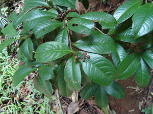 Plants in  Udawatta Kele forest